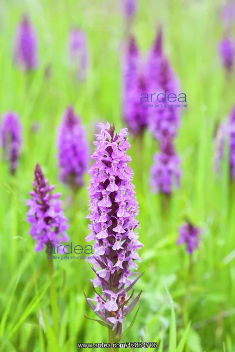 : Southern Marsh Orchid in Norfolk meadow : Southern Marsh Orchid in Norfolk meadow