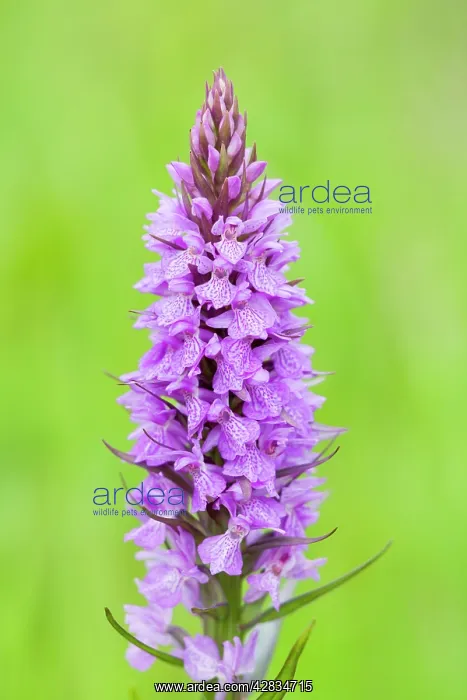 : Southern Marsh Orchid in Norfolk meadow : Southern Marsh Orchid in Norfolk meadow