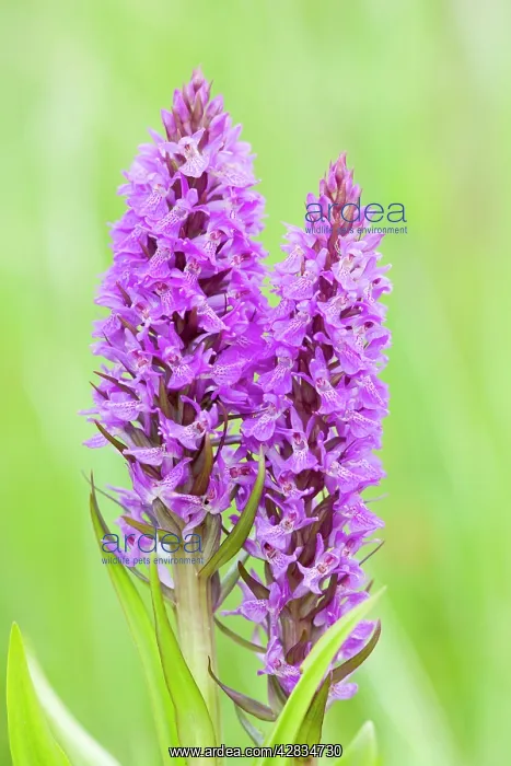 : Southern Marsh Orchid in Norfolk meadow : Southern Marsh Orchid in Norfolk meadow