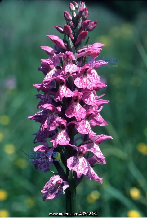  : Southern Marsh Spotted Orchid