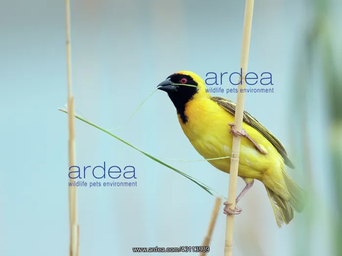 : Southern Masked Weaver : Southern Masked Weaver