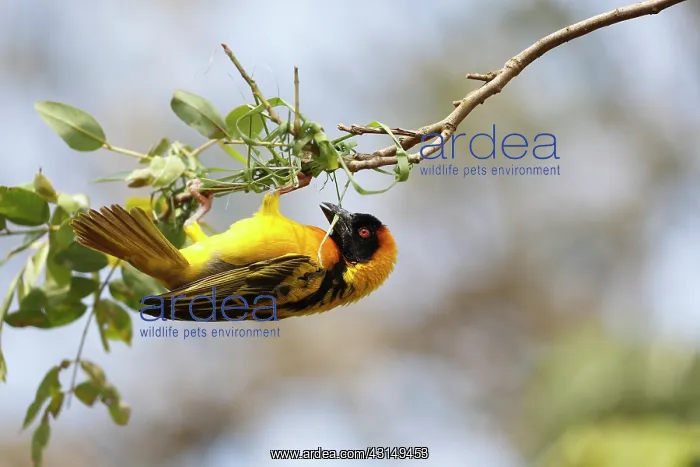 : Southern Masked Weaver : Southern Masked Weaver