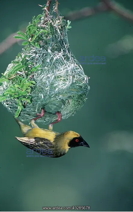 : SOUTHERN MASKED WEAVER BIRD - male, at nest : SOUTHERN MASKED WEAVER BIRD - male, at nest
