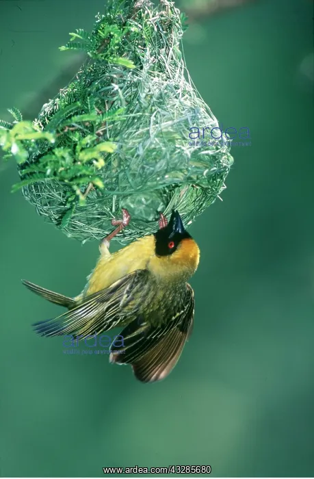 : SOUTHERN MASKED WEAVER BIRD - male at nest : SOUTHERN MASKED WEAVER BIRD - male at nest