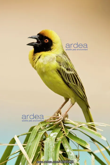 : Southern Masked Weaver - Calling with chest inflated : Southern Masked Weaver - Calling with chest inflated