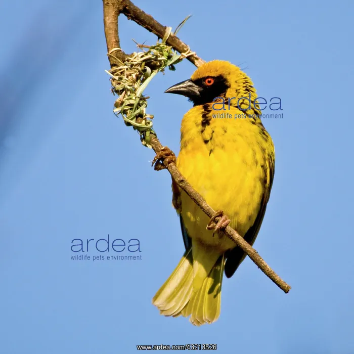 : Southern Masked Weaver in Drakensberg Mountains : Southern Masked Weaver in Drakensberg Mountains