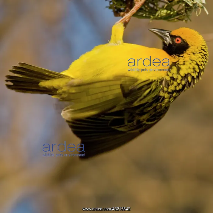 : Southern Masked Weaver in Drakensberg Mountains : Southern Masked Weaver in Drakensberg Mountains