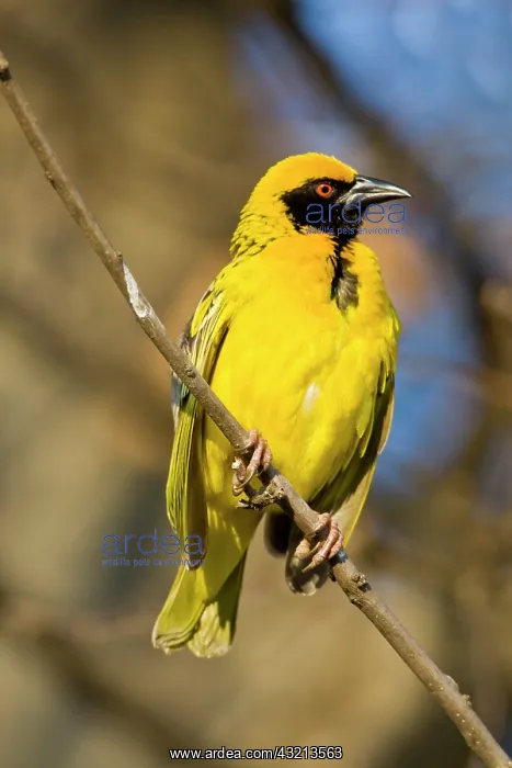 : Southern Masked Weaver in Drakensberg Mountains : Southern Masked Weaver in Drakensberg Mountains