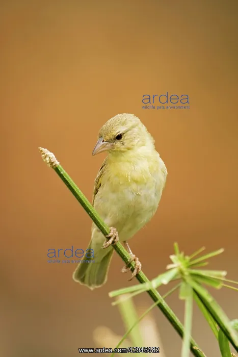 : Southern Masked Weaver - Female perched on green stem : Southern Masked Weaver - Female perched on green stem