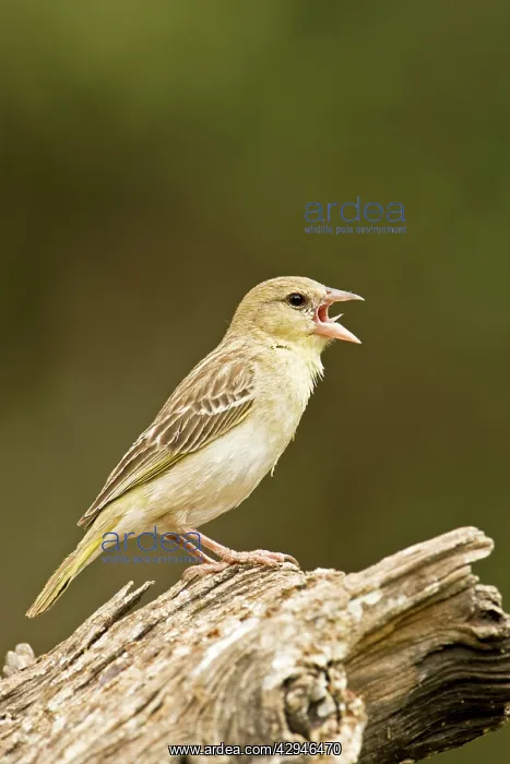 : Southern Masked Weaver - Female side profile perched : Southern Masked Weaver - Female side profile perched