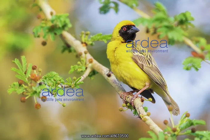 : Southern masked weaver keeping a watchful eye on its nest : Southern masked weaver keeping a watchful eye on its nest