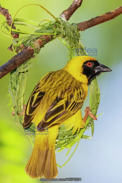 : Southern masked weaver male building its nest, southern : Southern masked weaver male building its nest, southern
