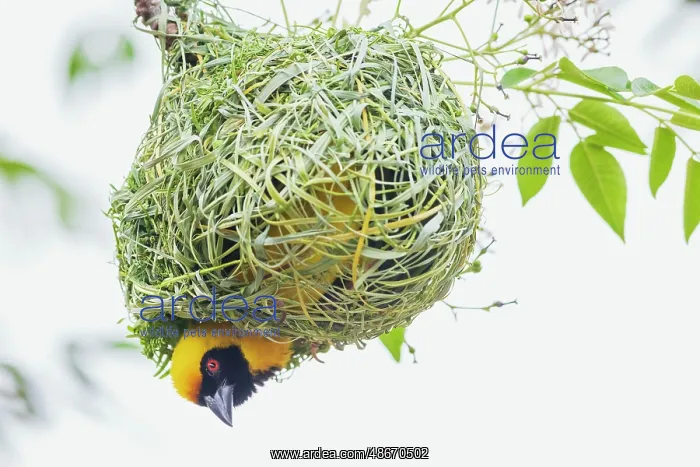 : Southern masked weaver male building its nest, southern : Southern masked weaver male building its nest, southern