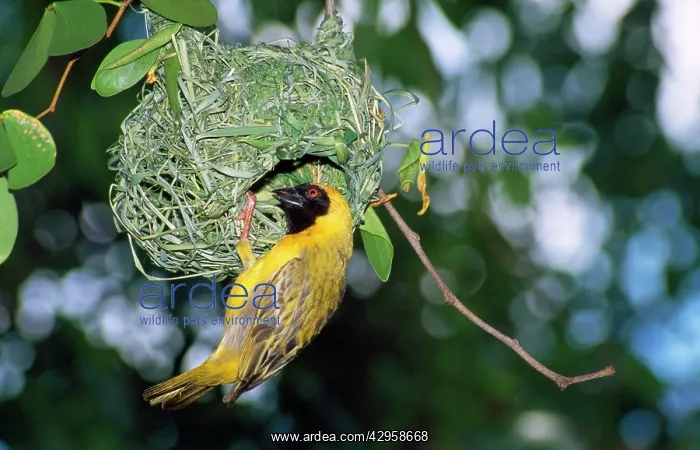 : Southern Masked Weaver - at nest : Southern Masked Weaver - at nest
