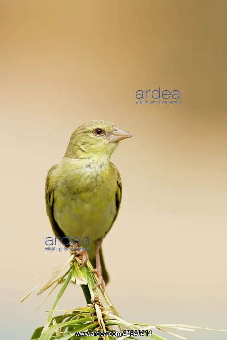 : Southern Masked Weaver - Non-Breeding male portrait : Southern Masked Weaver - Non-Breeding male portrait
