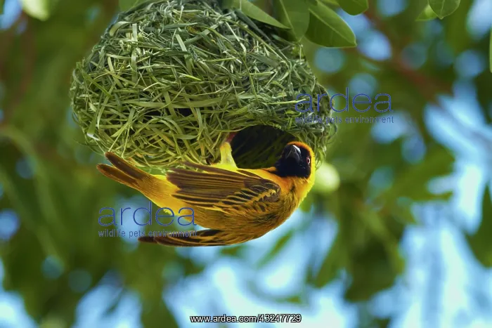 : Southern Masked Weaver (Ploceus velatus) : Southern Masked Weaver (Ploceus velatus)