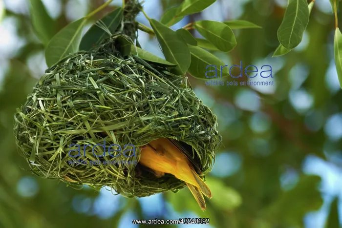 : Southern Masked Weaver (Ploceus velatus) : Southern Masked Weaver (Ploceus velatus)