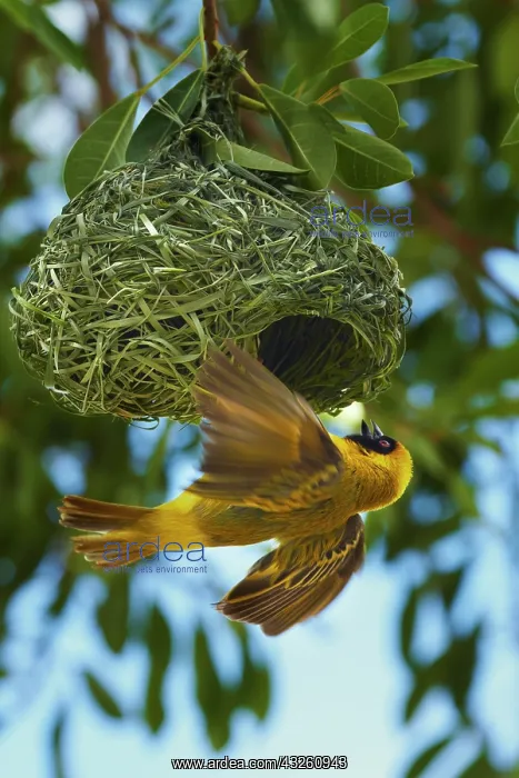 : Southern Masked Weaver (Ploceus velatus) : Southern Masked Weaver (Ploceus velatus)
