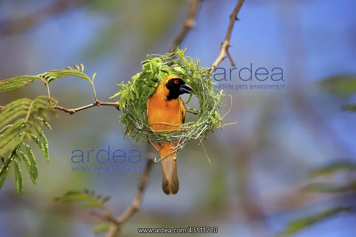 : Southern Masked Weaver (Ploceus velatus), adult : Southern Masked Weaver (Ploceus velatus), adult