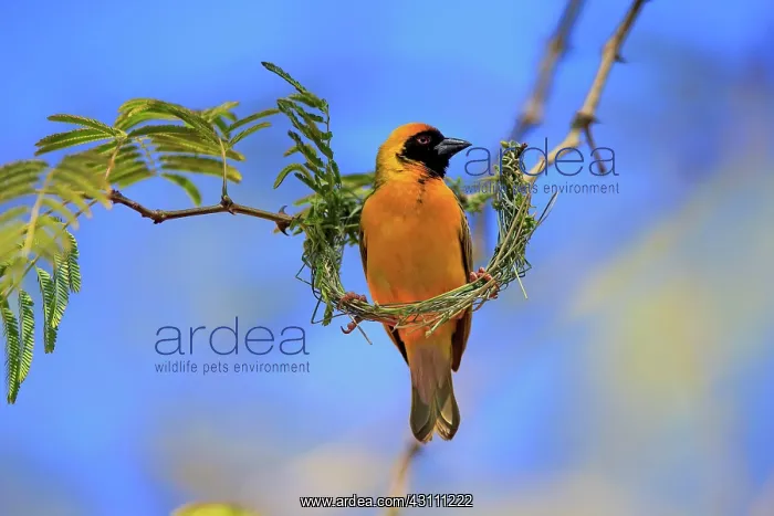 : Southern Masked Weaver (Ploceus velatus), adult : Southern Masked Weaver (Ploceus velatus), adult