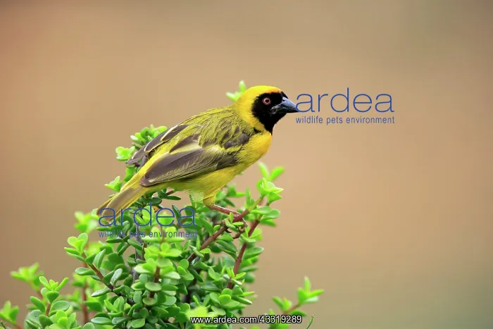 : Southern Masked Weaver (Ploceus velatus), adult : Southern Masked Weaver (Ploceus velatus), adult