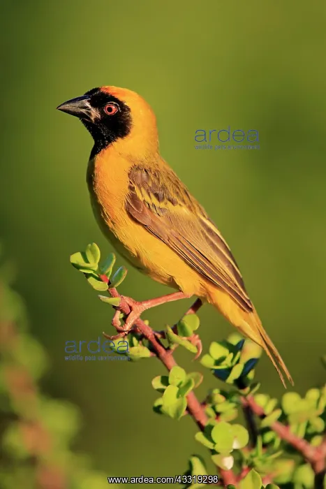 : Southern Masked Weaver (Ploceus velatus), adult : Southern Masked Weaver (Ploceus velatus), adult