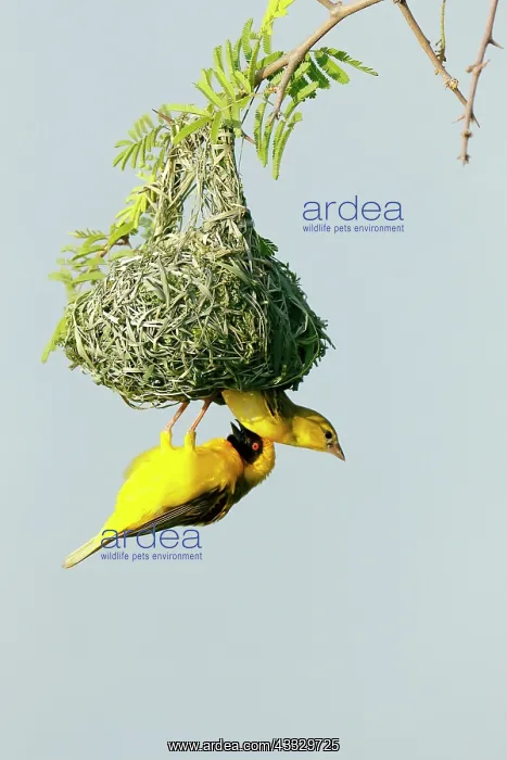 : Southern Masked Weaver (Ploceus velatus) Couple : Southern Masked Weaver (Ploceus velatus) Couple