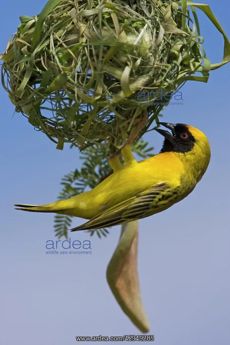 : Southern Masked Weaver - in the process of building a nest : Southern Masked Weaver - in the process of building a nest