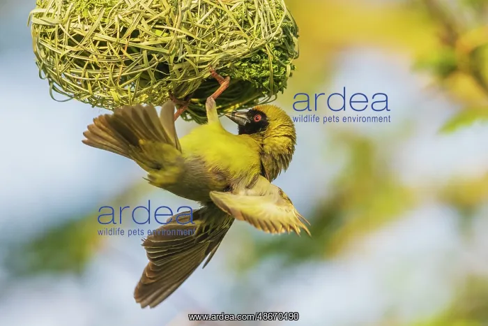 : Southern masked weaver putting finishing touches on nest : Southern masked weaver putting finishing touches on nest