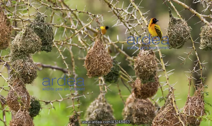 : Southern masked weaver, Serengeti National : Southern masked weaver, Serengeti National