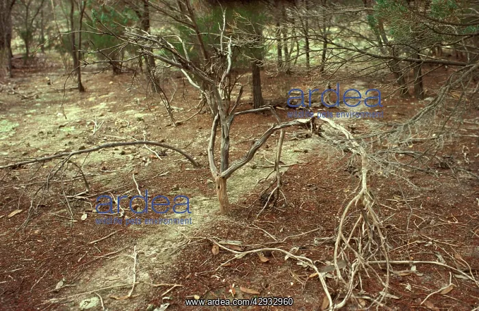 : Southern meat or Gravel ants - clearly defined : Southern meat or Gravel ants - clearly defined