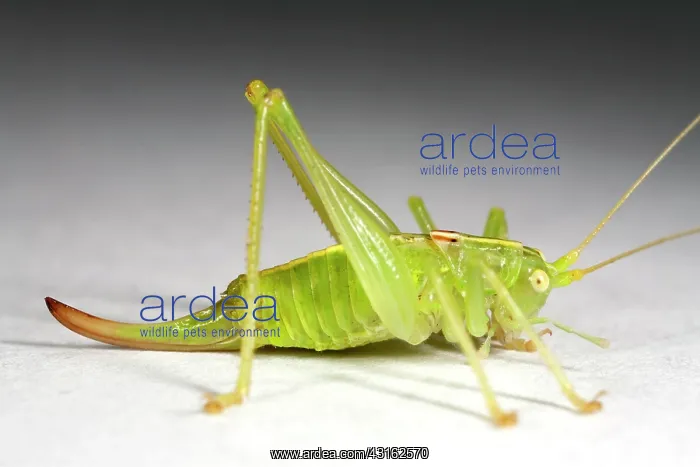 : Southern Oak Bush-cricket : Southern Oak Bush-cricket