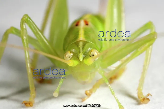 : Southern Oak Bush-cricket : Southern Oak Bush-cricket