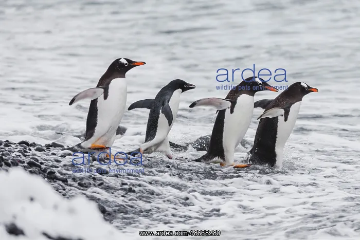 : Southern Ocean, Antarctica. One Adelie penguin joins a group : Southern Ocean, Antarctica. One Adelie penguin joins a group