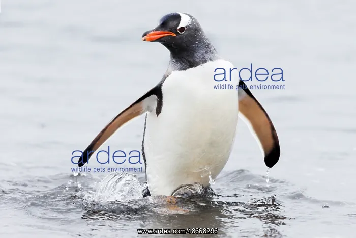 : Southern Ocean, Antarctica, Aitcho Island. Gentoo penguin : Southern Ocean, Antarctica, Aitcho Island. Gentoo penguin