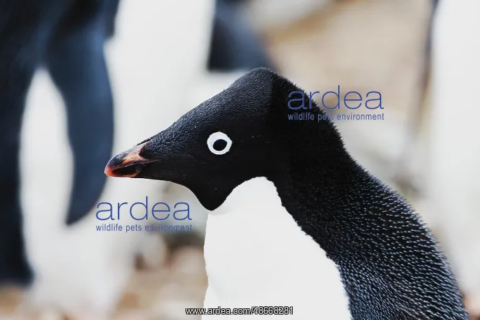 : Southern Ocean, Antarctica. Headshot of an Adelie penguin : Southern Ocean, Antarctica. Headshot of an Adelie penguin
