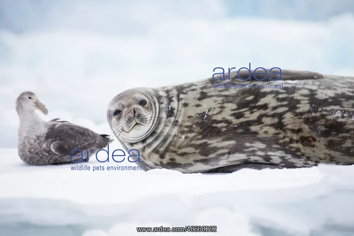: Southern Ocean, Antarctica. Portrait of a Weddell seal next : Southern Ocean, Antarctica. Portrait of a Weddell seal next