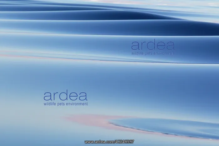 : Southern Ocean, near South Georgia. Patterns created : Southern Ocean, near South Georgia. Patterns created