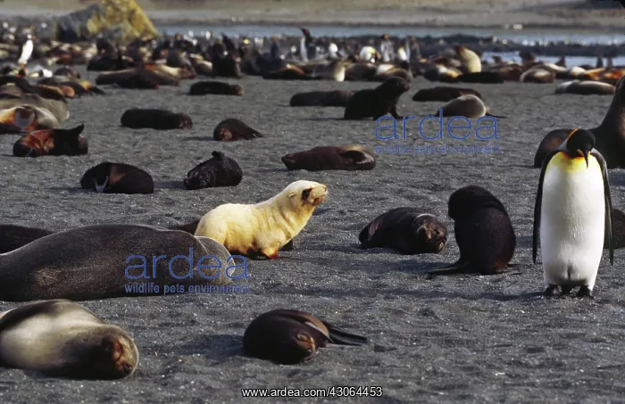 : Southern Ocean, South Georgia Island. A beach : Southern Ocean, South Georgia Island. A beach
