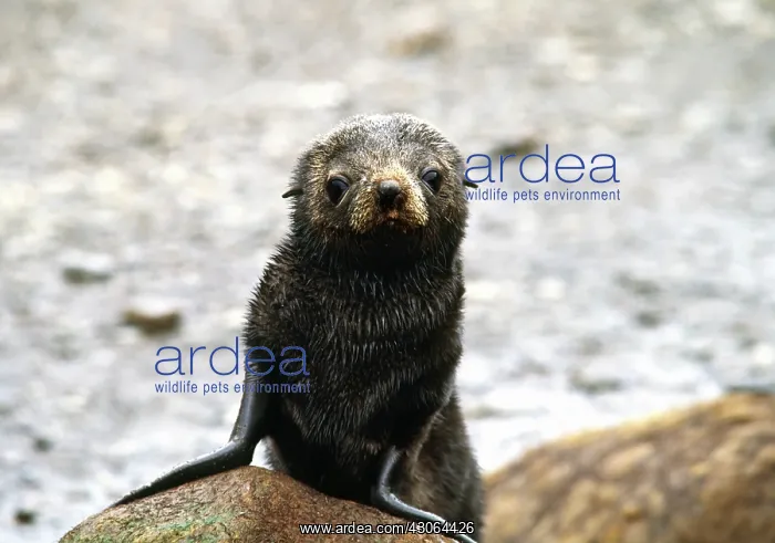 : Southern Ocean, South Georgia Island. A southern : Southern Ocean, South Georgia Island. A southern