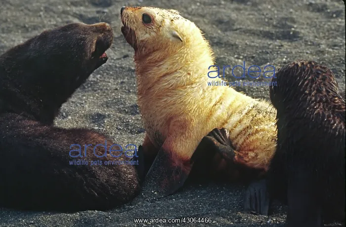 : Southern Ocean, South Georgia Island. A southern : Southern Ocean, South Georgia Island. A southern