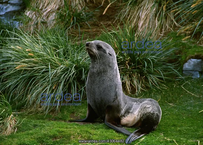 : Southern Ocean, South Georgia Island. A southern : Southern Ocean, South Georgia Island. A southern