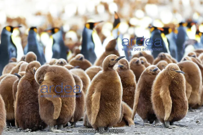 : Southern Ocean, South Georgia. King penguin chicks : Southern Ocean, South Georgia. King penguin chicks