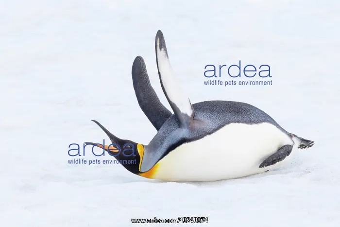 : Southern Ocean, South Georgia. A king penguin flaps : Southern Ocean, South Georgia. A king penguin flaps