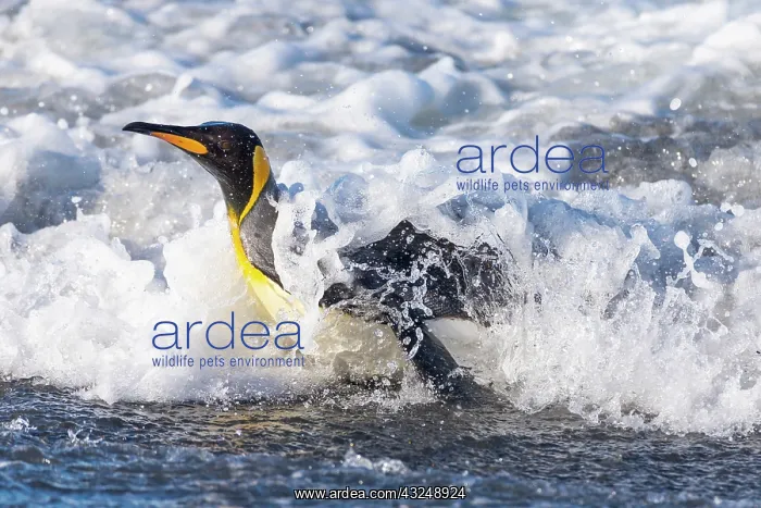 : Southern Ocean, South Georgia. A king penguin surfs : Southern Ocean, South Georgia. A king penguin surfs