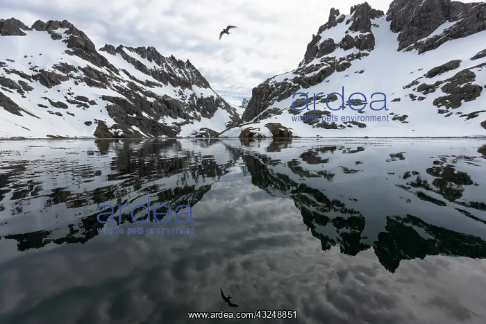 : Southern Ocean, South Georgia, Larsen Harbor. This : Southern Ocean, South Georgia, Larsen Harbor. This
