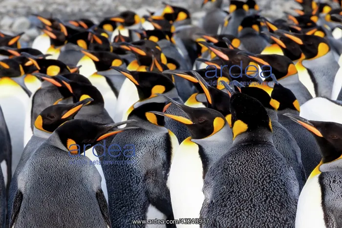 : Southern Ocean, South Georgia. Picture of a group : Southern Ocean, South Georgia. Picture of a group