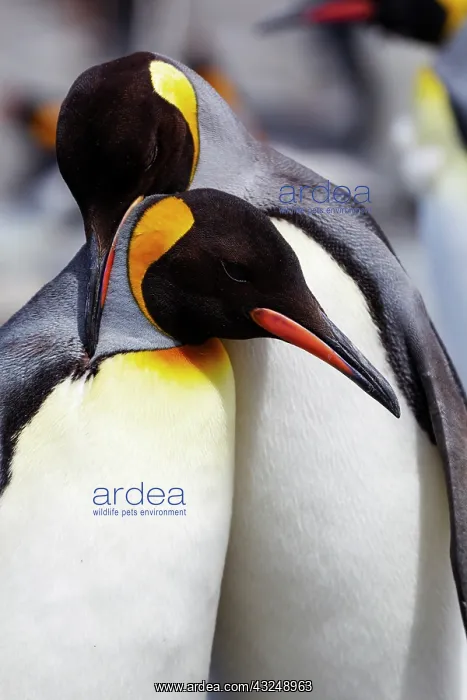 : Southern Ocean, South Georgia. Portrait of two adults : Southern Ocean, South Georgia. Portrait of two adults