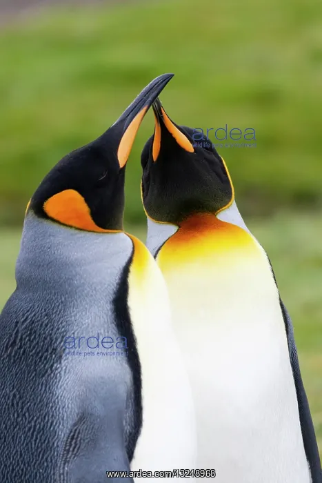 : Southern Ocean, South Georgia. Portrait of two courting : Southern Ocean, South Georgia. Portrait of two courting