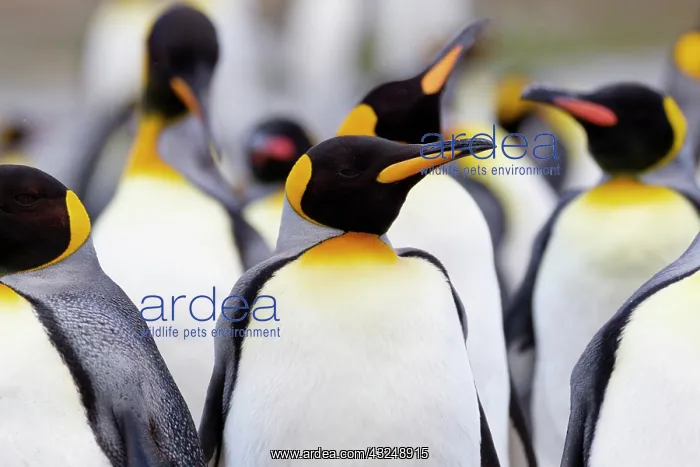 : Southern Ocean, South Georgia. Portrait of a king : Southern Ocean, South Georgia. Portrait of a king